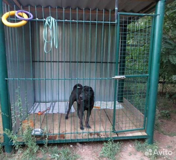 Передержка для животных