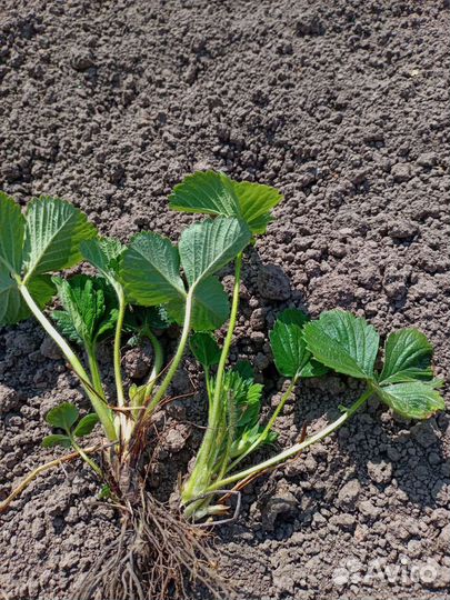 Виктория. усики