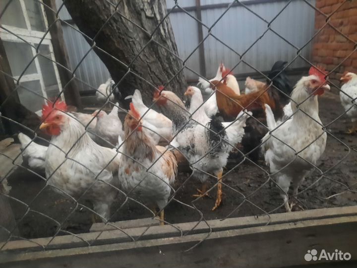 Молодые петухи