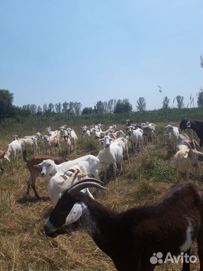 Продаются дойные козы