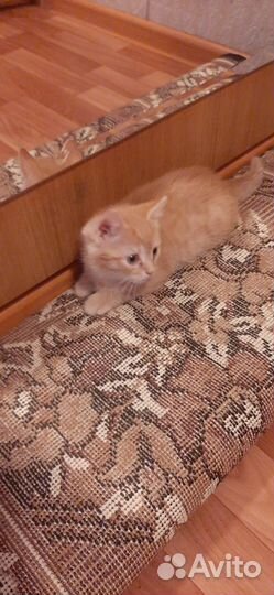 Домашние животные котята