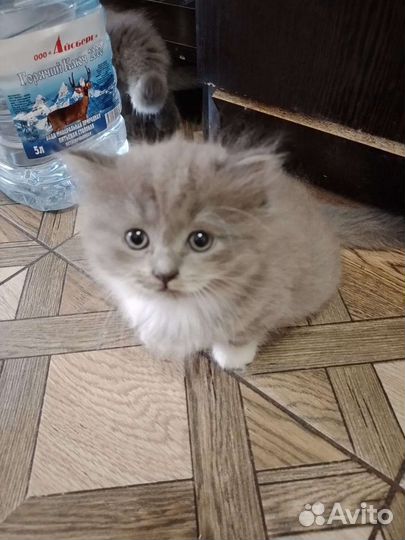 Британская вислоухая кошка