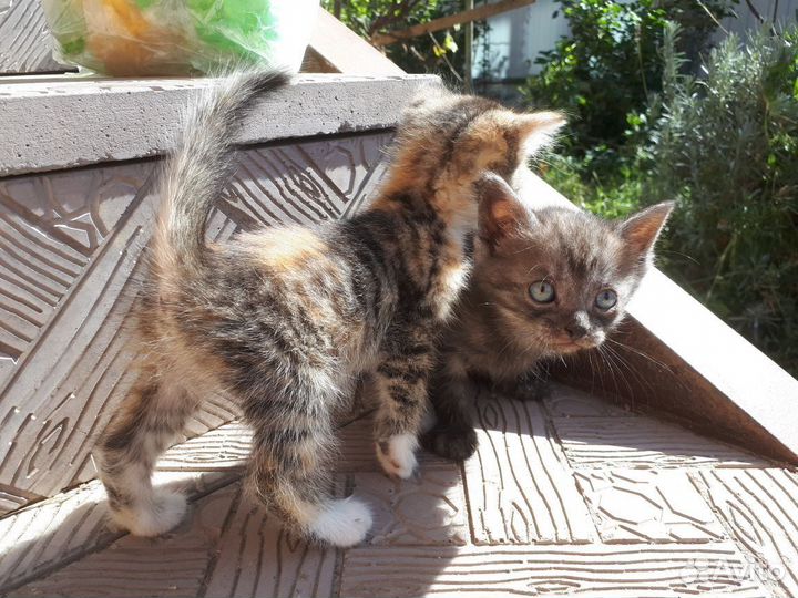 Котята мальчики