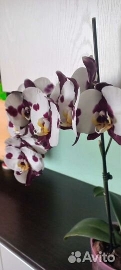 Орхидея фаленопсис