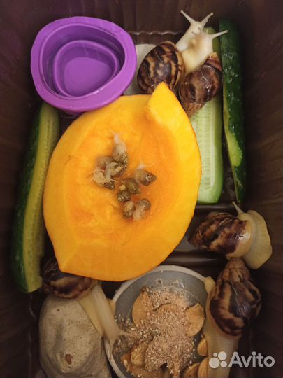 Улитки Ахатины