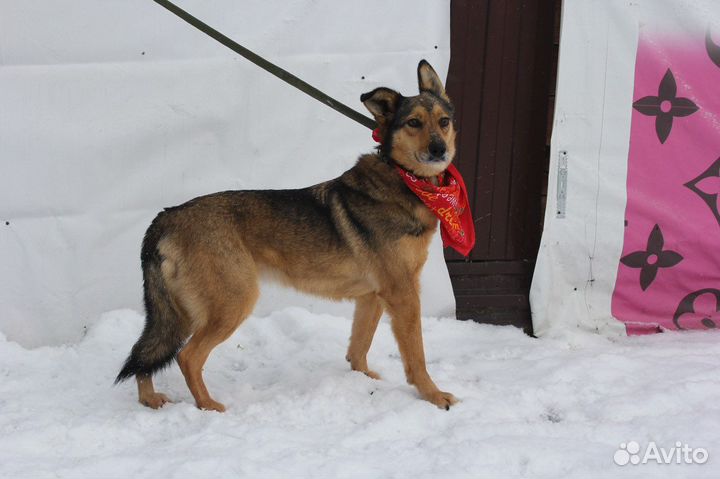 Собака из приюта ищет дом