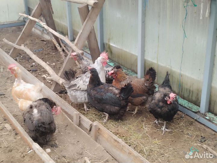 Куры несушки. 10 месяцев. На яйце. 7 штук