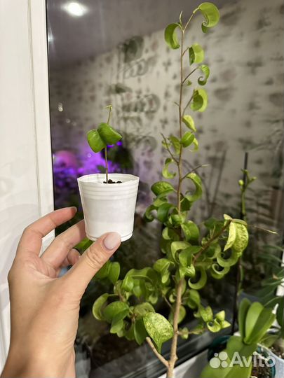 Фикус Букле