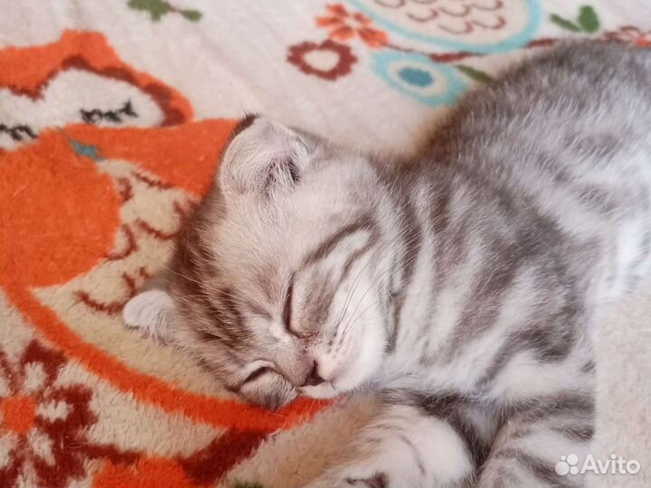 Шотландские вислоухие котята мраморные
