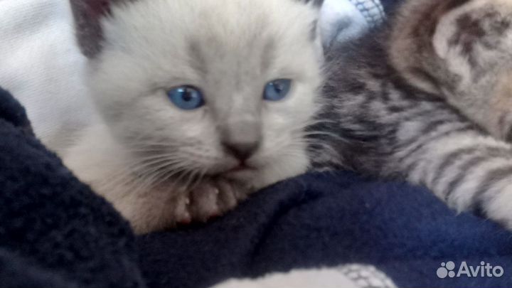 Отдаю котят