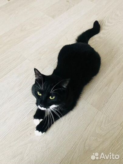 Тома,молодая киса в поисках семьи