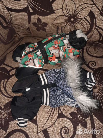 Одежда для собак