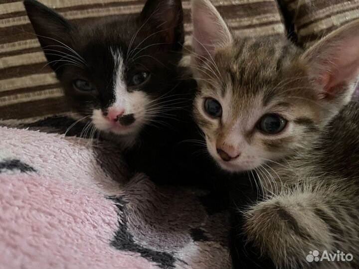 Кот в дар бесплатно