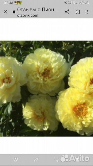 Желтый пион сорт Бартзела
