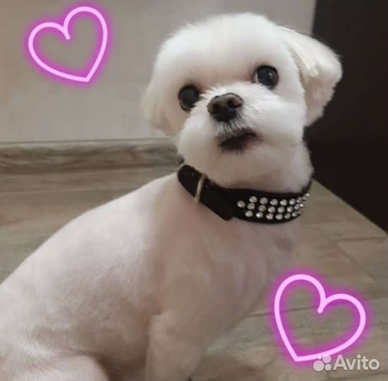 Стрижка собак и кошек