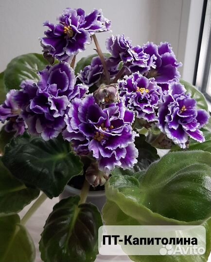 Фиалки в ассортименте