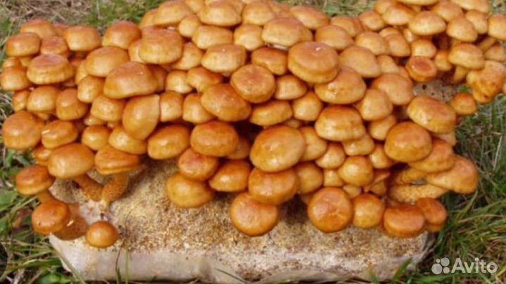 Мицелий грибов Намеко