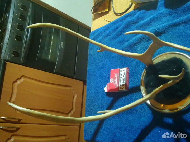 Оленьи рога