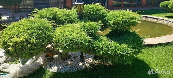 Топиарная стрижка растений