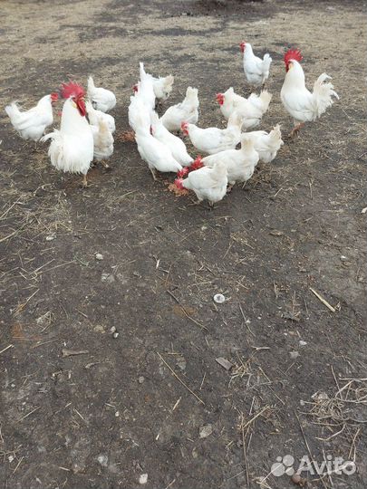 Инкубационное яйцо кур леггорн