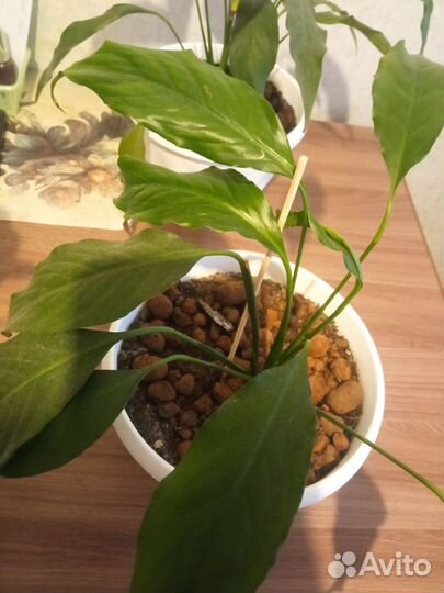 Спатефилум(женское счастье)