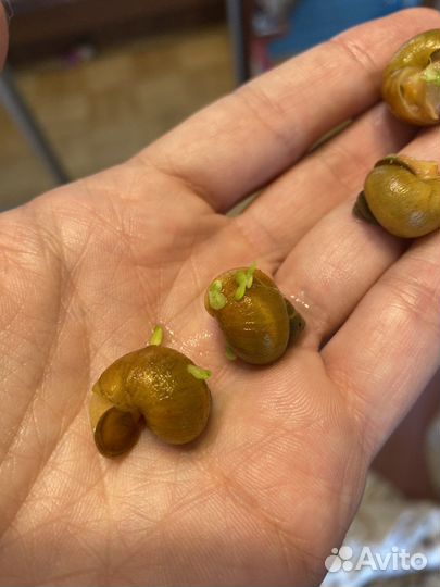 Улитки ампулярии