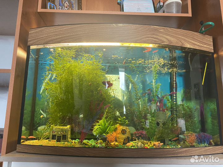 Аквариум