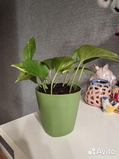 Цветы в горшках