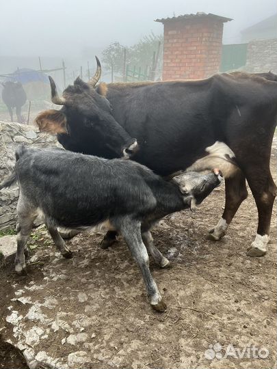 Корова дойная с теленком