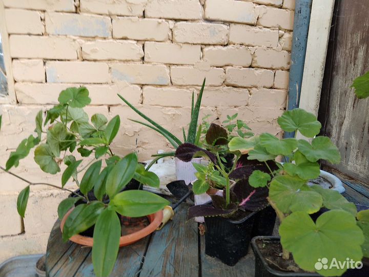 Цветы Колеусы и многое другое