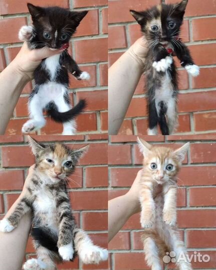 Коты бесплатно, кошка в добрые руки