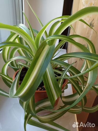 Хлорофитум хохлатый. Нефролепис.Сциндапсус