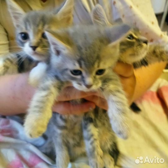 Котята сибирской кошки