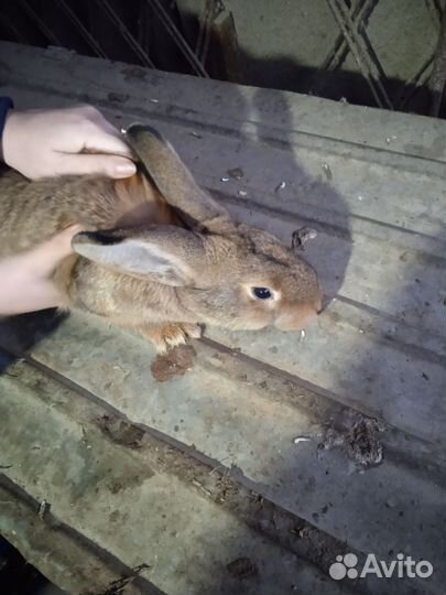 Продажа кроликов