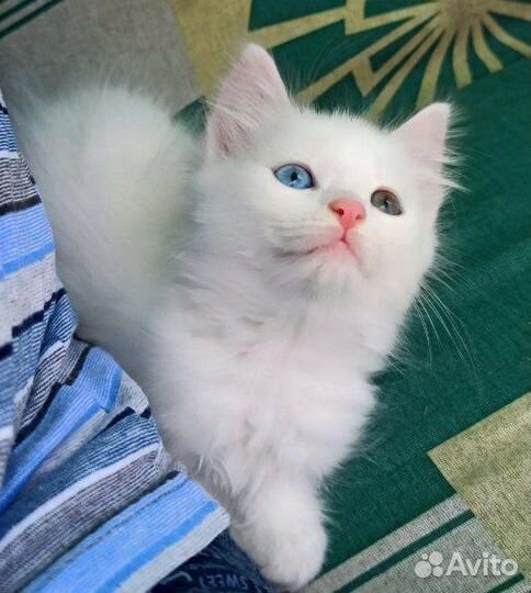 Котята ищут дом