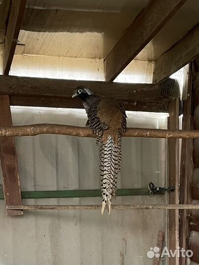 Фазаны воротничковые