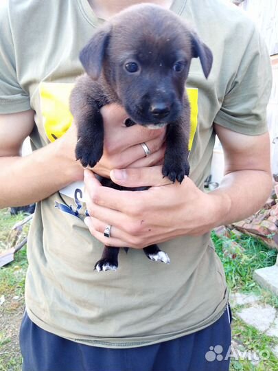 Отдам в добрые руки