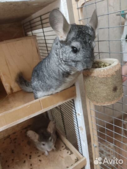 Шиншиллы с клеткой