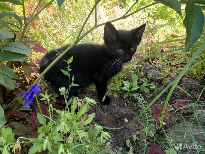 Черный котенок в добрые руки