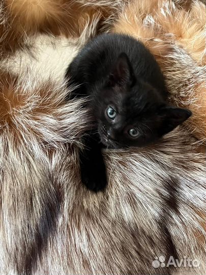 Котёнок-девочка в добрые руки