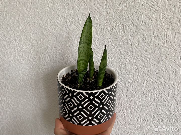 Сансевиерия/щучий хвост