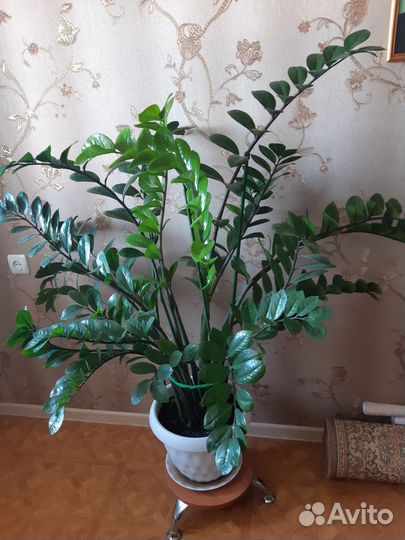 Продам комнатный цветок- замиокулькас