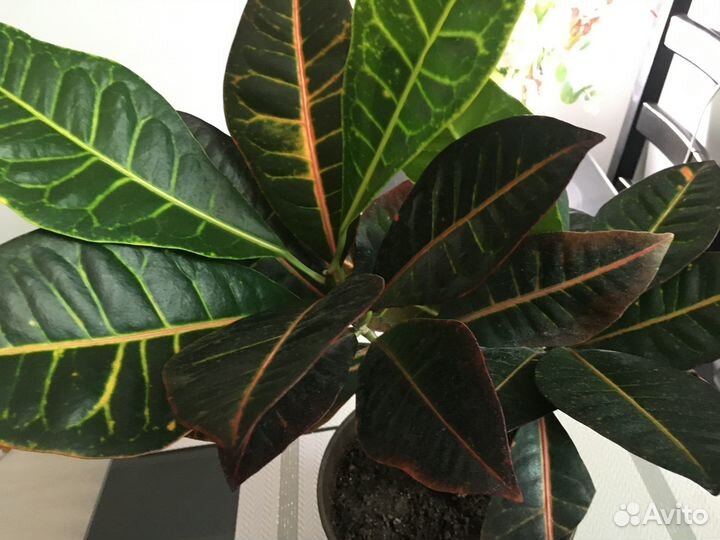 Кротон миссис айстон