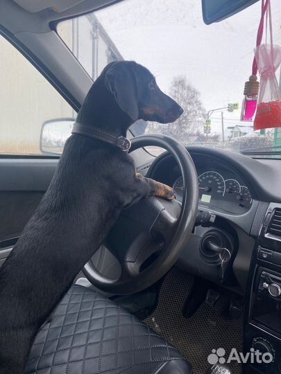 Такса. Вязка