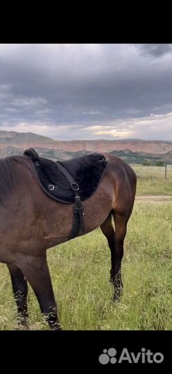 Седло потник