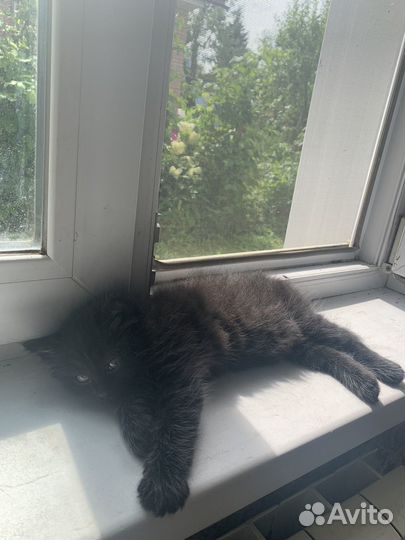 Котята сибирской кошки