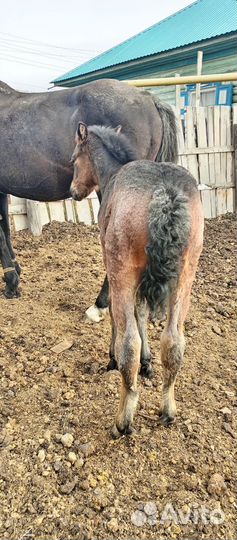 Кобыла с жеребенком