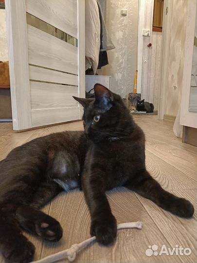 Молодой котик