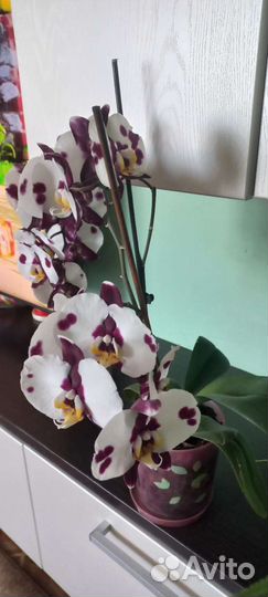 Орхидея фаленопсис