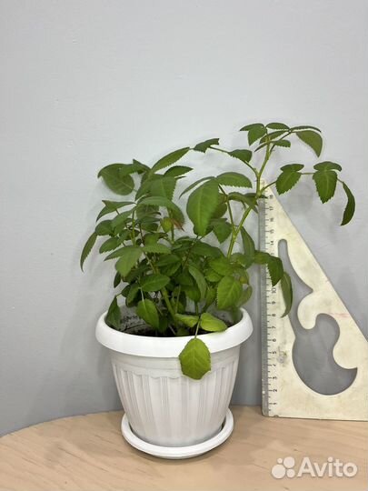 Роза комнатная домашняя